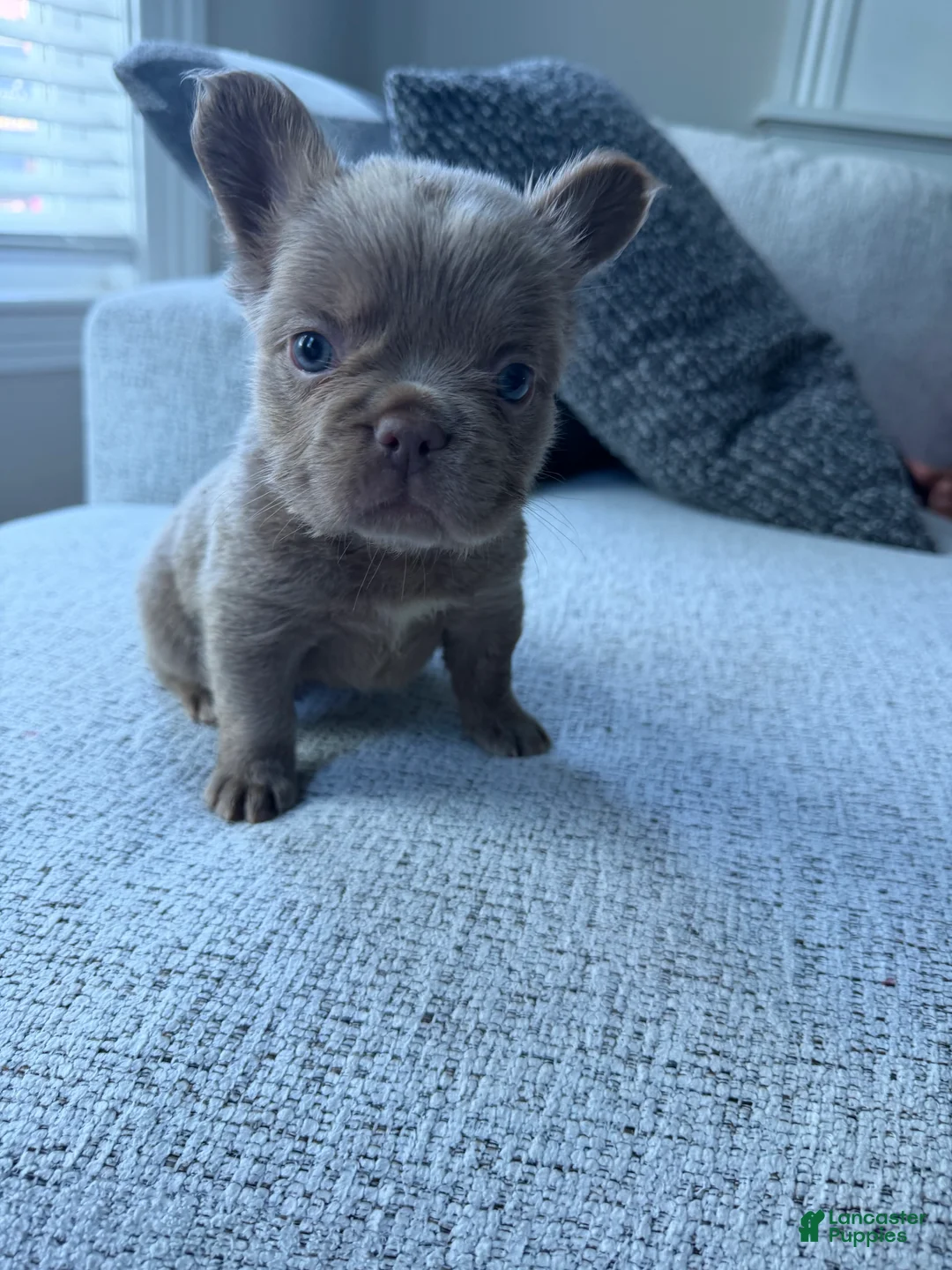 French Bulldog dogs for sale: French Bulldog 3 - Ad 2