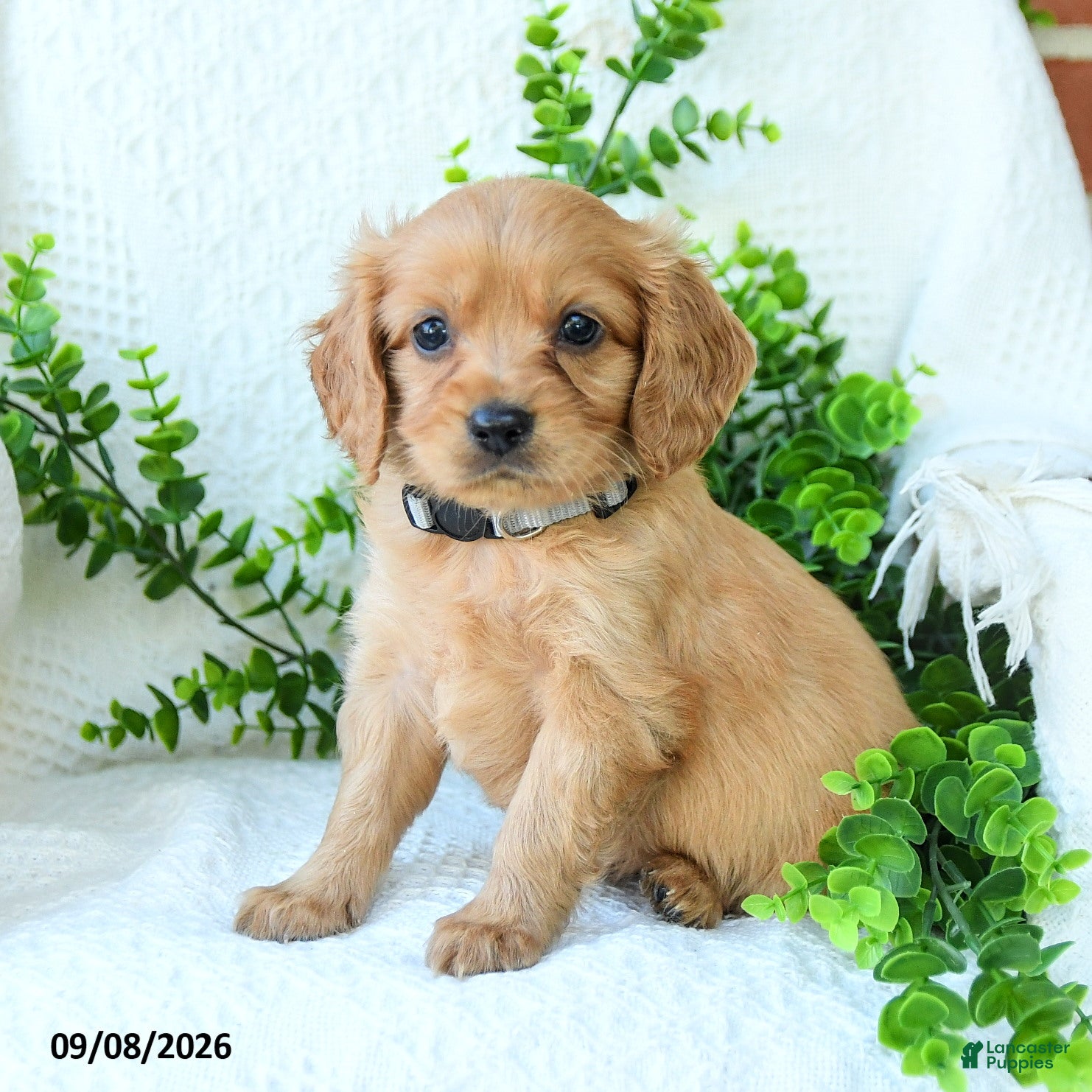 Miniature Golden Retriever dogs Asher - Ad 1