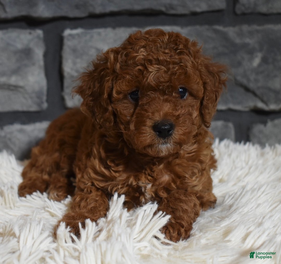 Toy Poodle dogs for sale: Cinnamon  - Ad 5