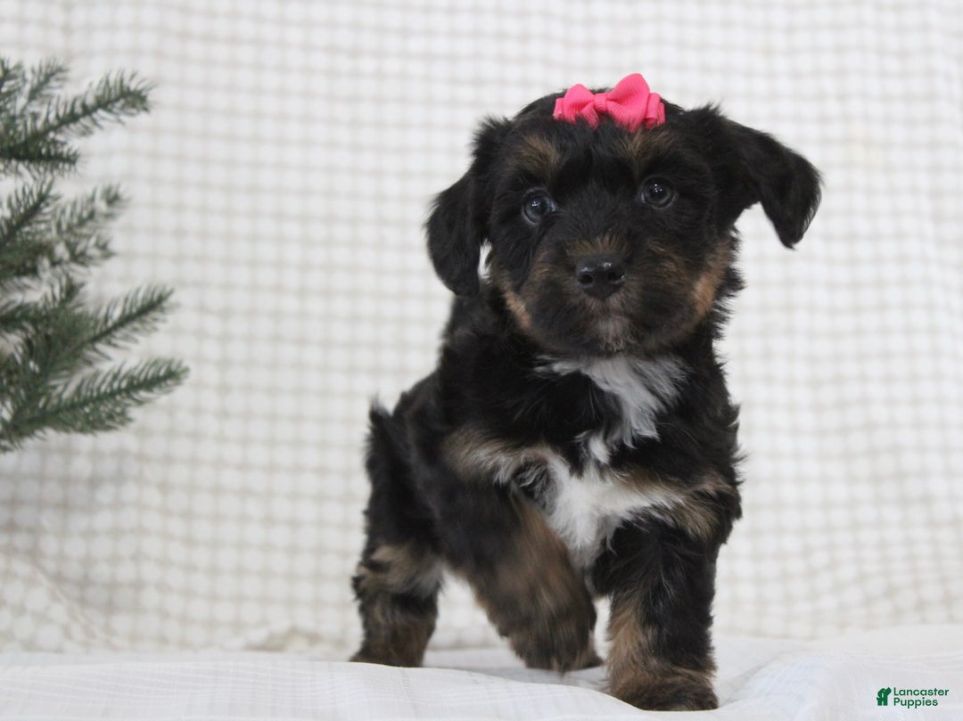 Yorkiepoo dogs for sale: Arabella - Ad 3