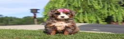 Mini Bernedoodle dogs for sale: Popcorn - Ad 4