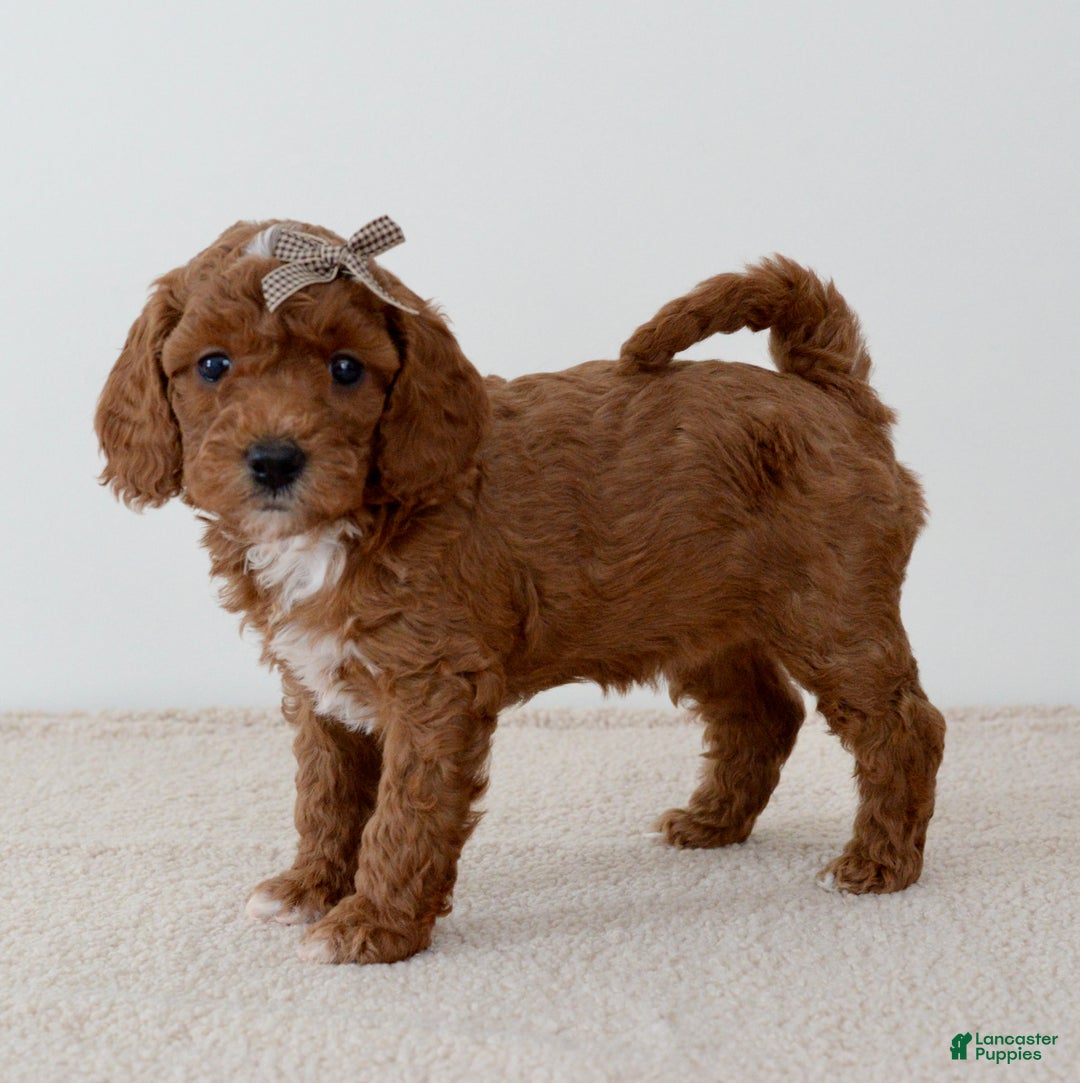 Mini Goldendoodle dogs for sale: Gingersnap-petite  - Ad 6