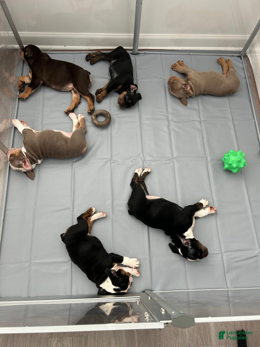 Gallery Image {{count}}