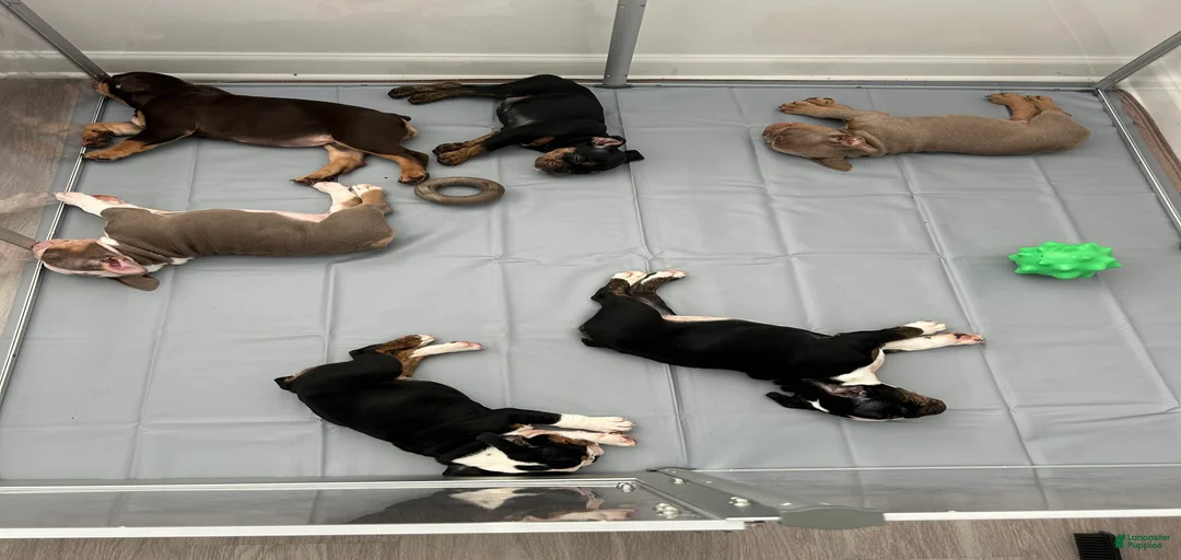 Gallery Image {{count}}