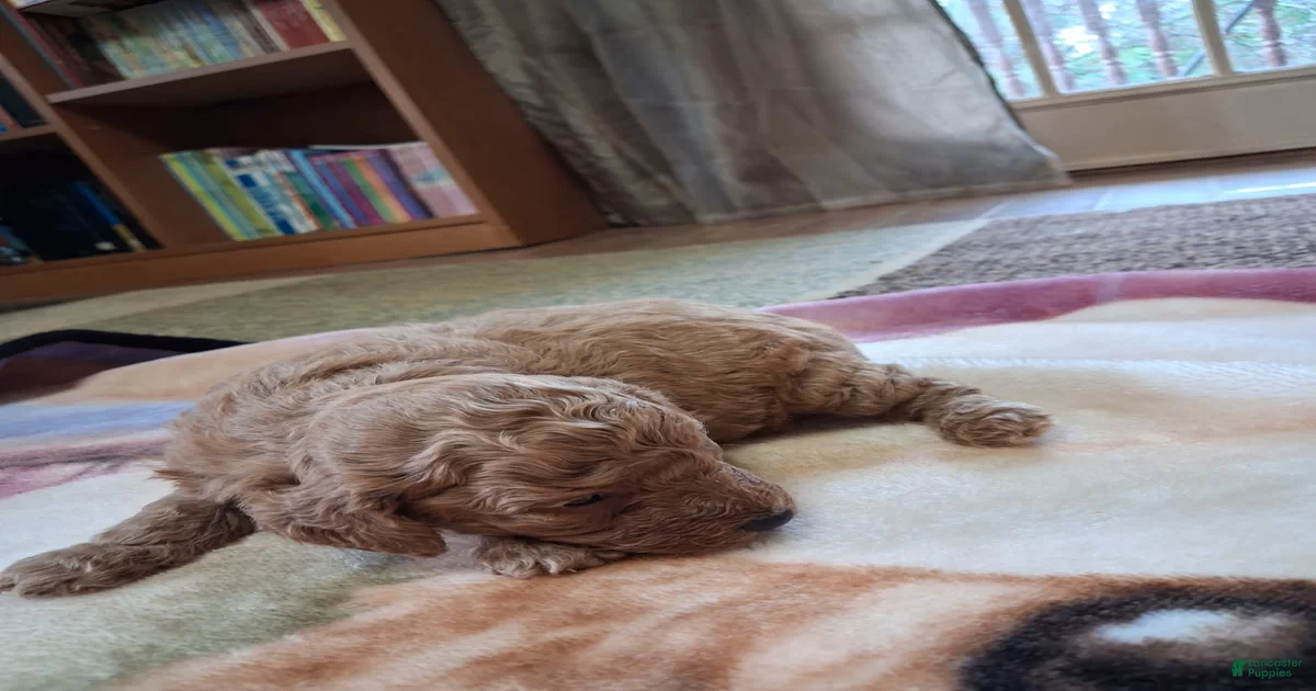 Mini Goldendoodle Puppies for sale in Atlanta, Georgia | Lancaster Puppies