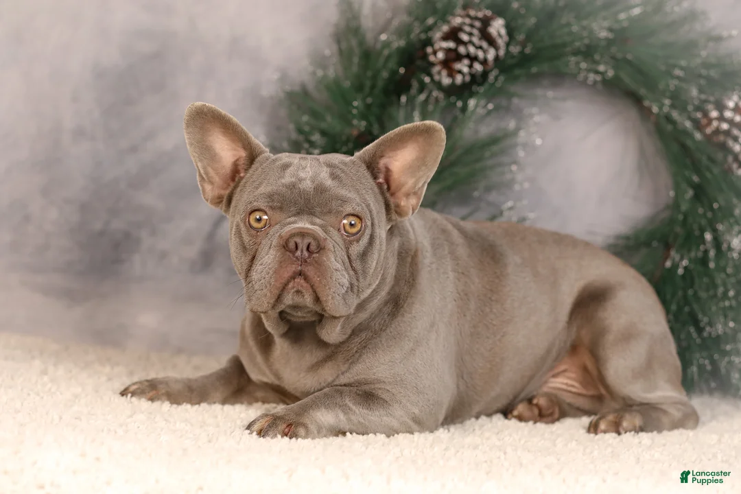 French Bulldog dogs for sale: Baxter - Ad 12