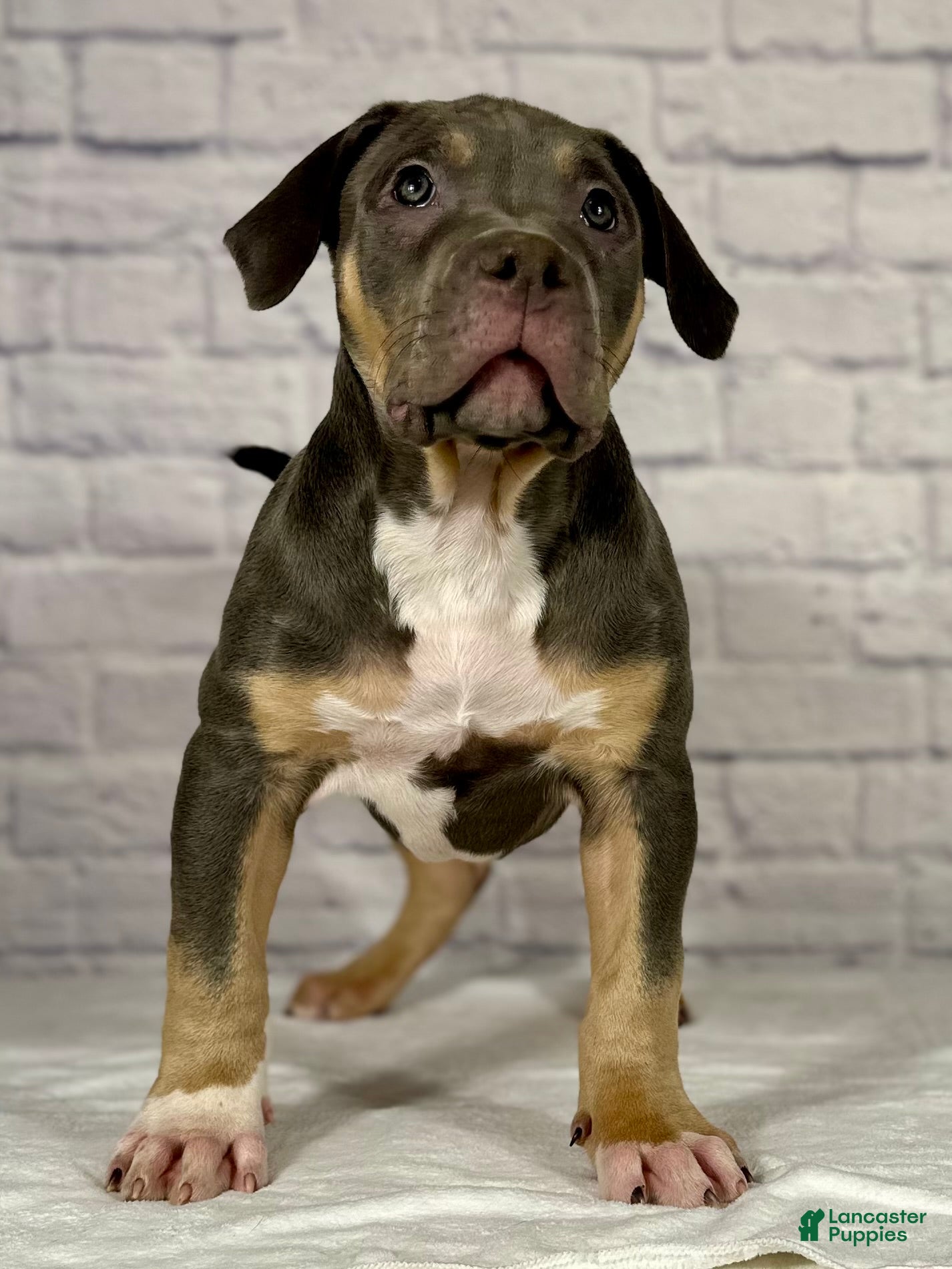 American Bully dogs Diezel - Ad 32
