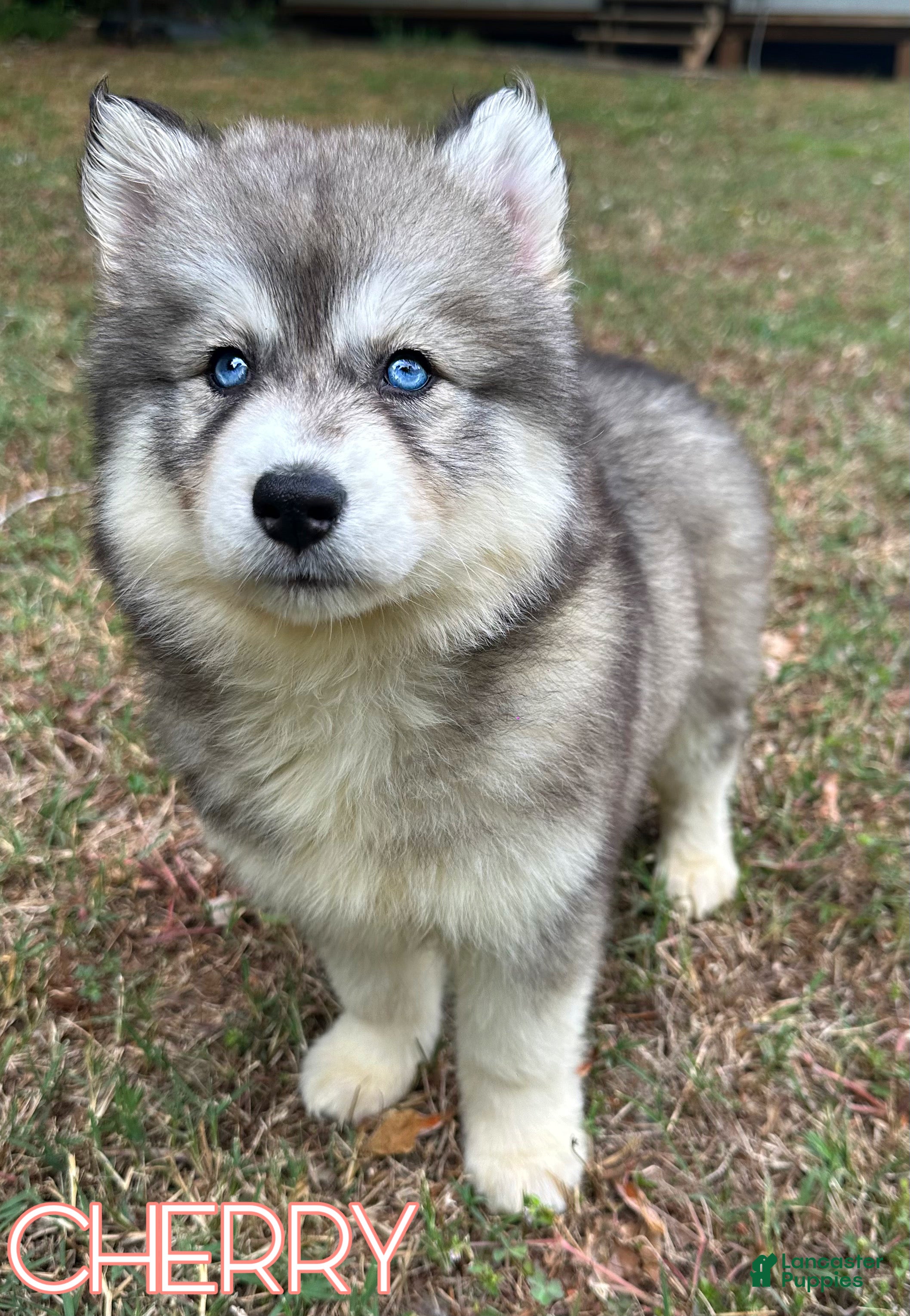 Siberian Husky dogs Cherry - Ad 13