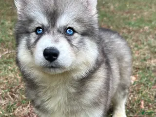 Siberian Husky dogs Cherry - Ad 33