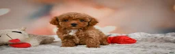 Toy Poodle dogs for sale: Bella - Ad 3