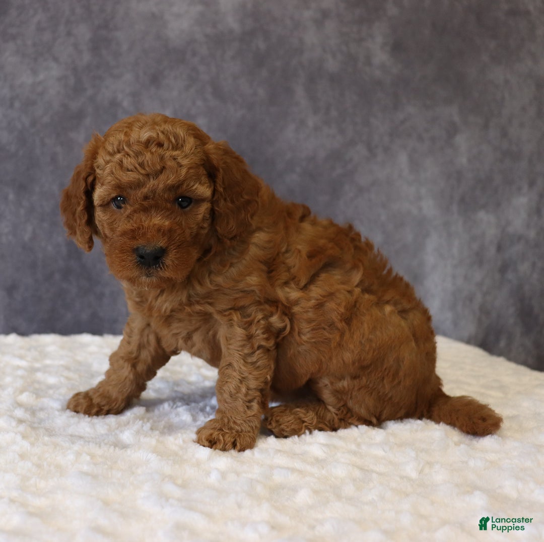 Mini Goldendoodle dogs for sale: Maeve - Ad 5