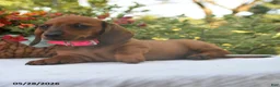 Dachshund dogs for sale: Gracie - Ad 3