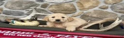 Golden Retriever dogs for sale: Aaron - Ad 5