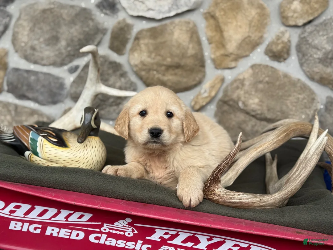 Golden Retriever dogs for sale: Aaron - Ad 5