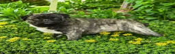 Pug dogs for sale: Bingo - Ad 3
