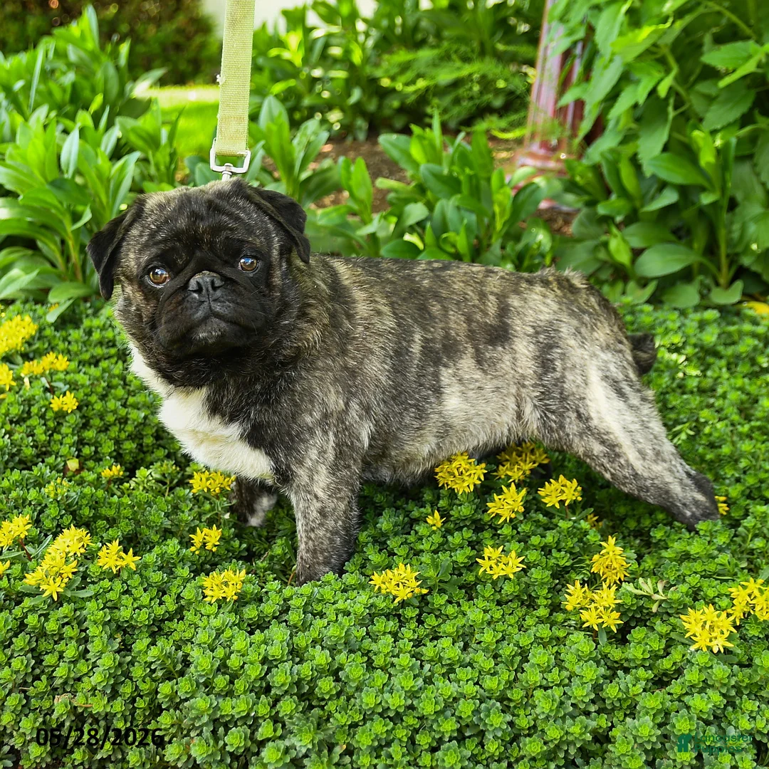 Pug dogs for sale: Bingo - Ad 3