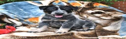 Australian Cattle Dog dogs for sale: Henry - Ad 3