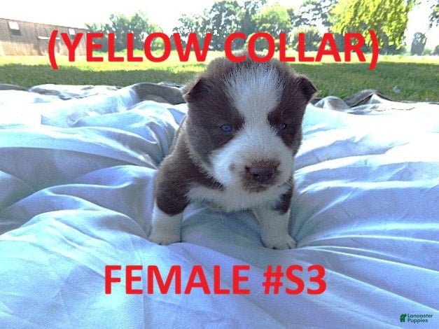 Siberian Husky dogs Yellow Collar - Ad 28