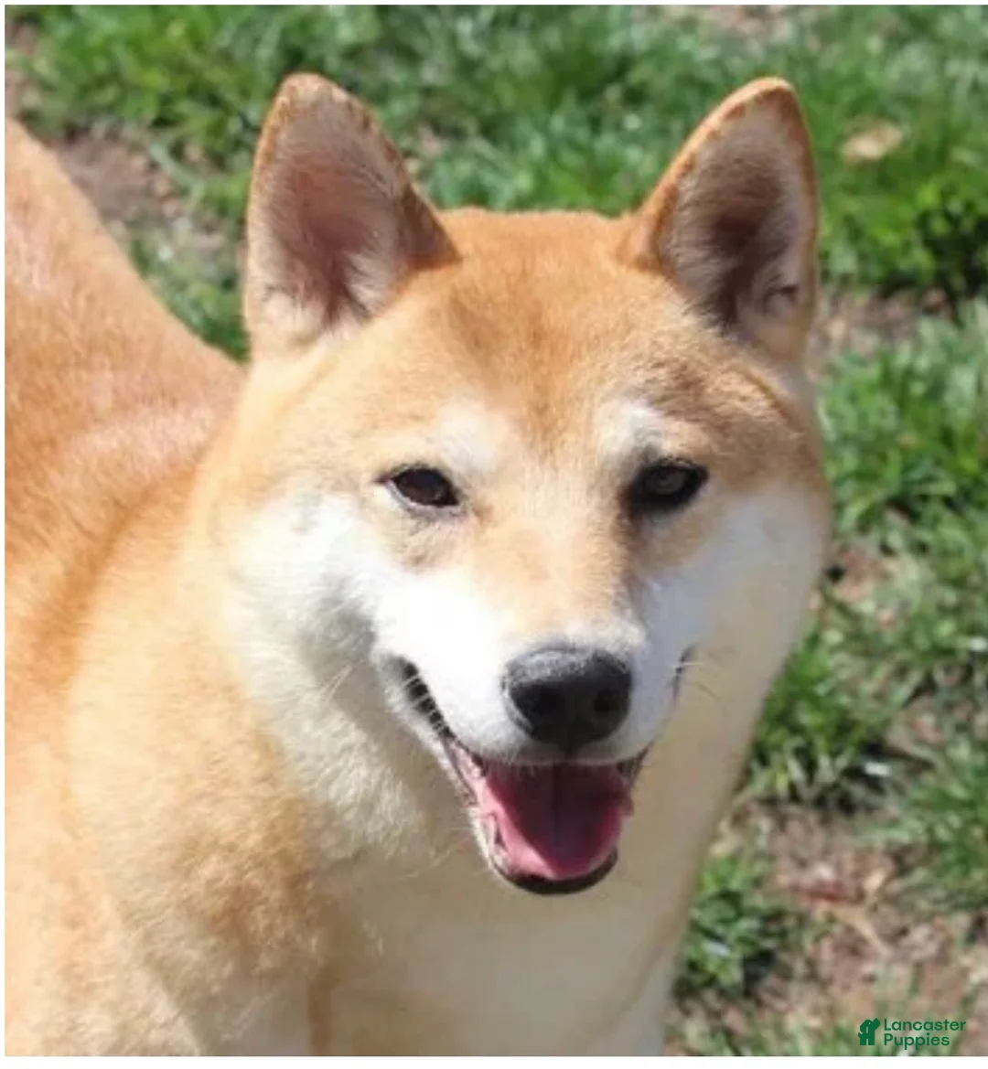 Shiba Inu dogs for sale: Shiba Inu Puppy 1 - Ad 6