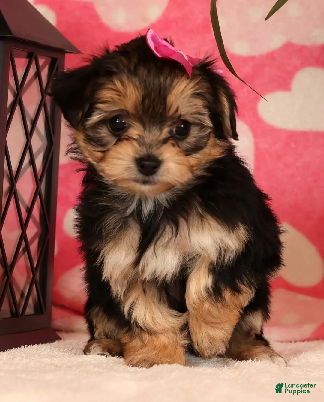 Yochon dogs for sale: Sadie - Ad 1