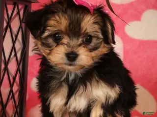 Yochon dogs Sadie - Ad 14