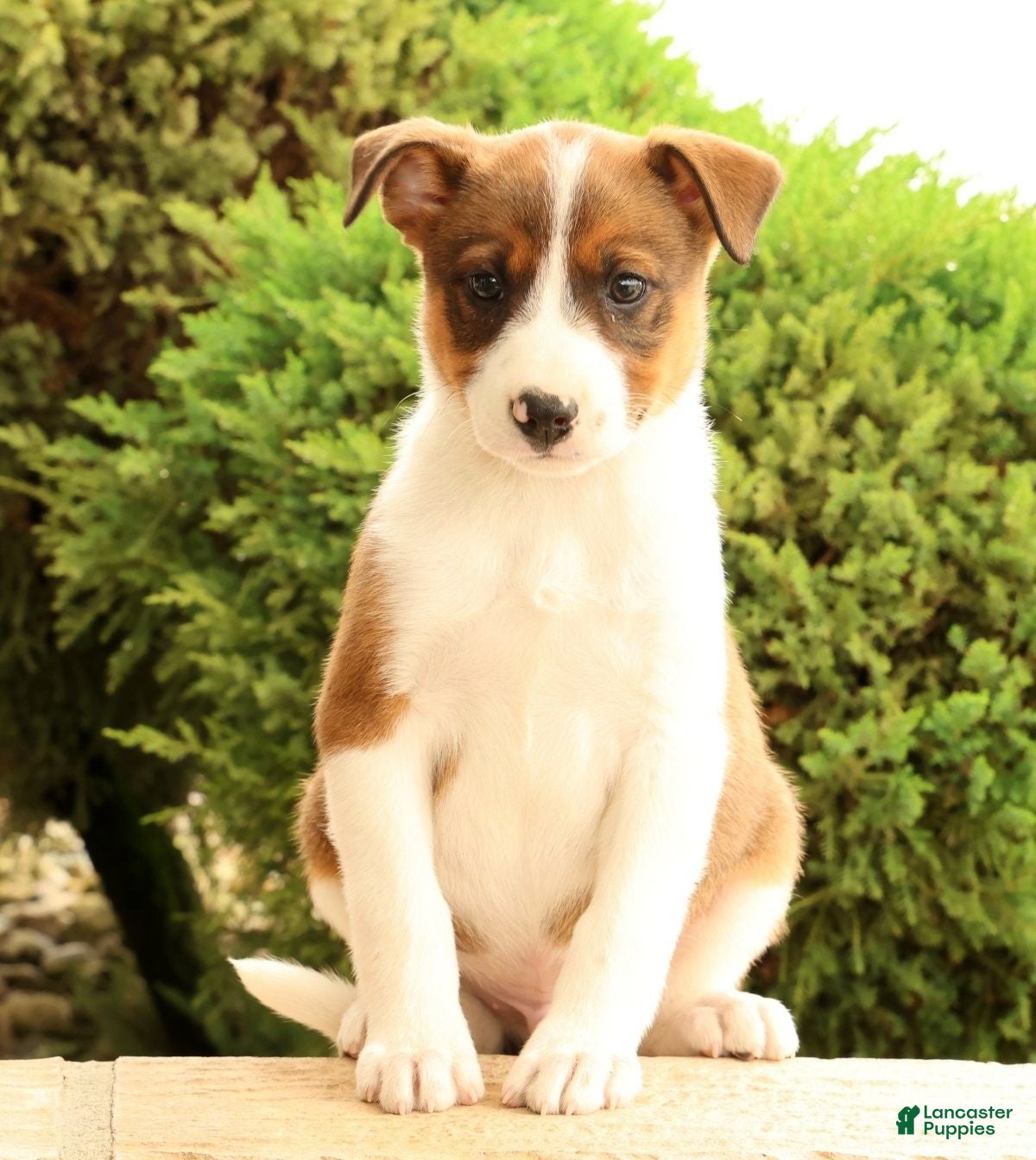 Miniature Australian Shepherd dogs Boss - Ad 2
