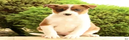 Miniature Australian Shepherd dogs for sale: Boss - Ad 2