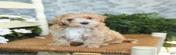 Maltipoo dogs for sale: Hershey - Ad 4