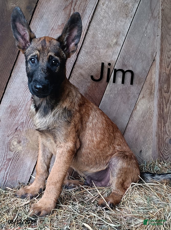 Belgian Malinois dogs Jim - Ad 1