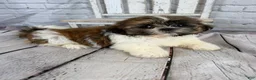 Shih Tzu dogs for sale: Clarice - Ad 3