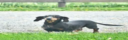 Miniature Dachshund dogs for sale: Lee  - Ad 6
