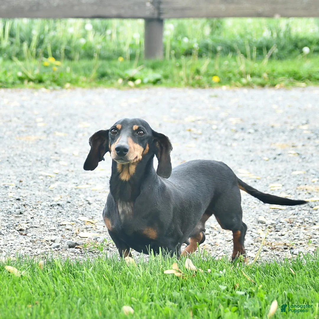 Miniature Dachshund dogs for sale: Lee  - Ad 6
