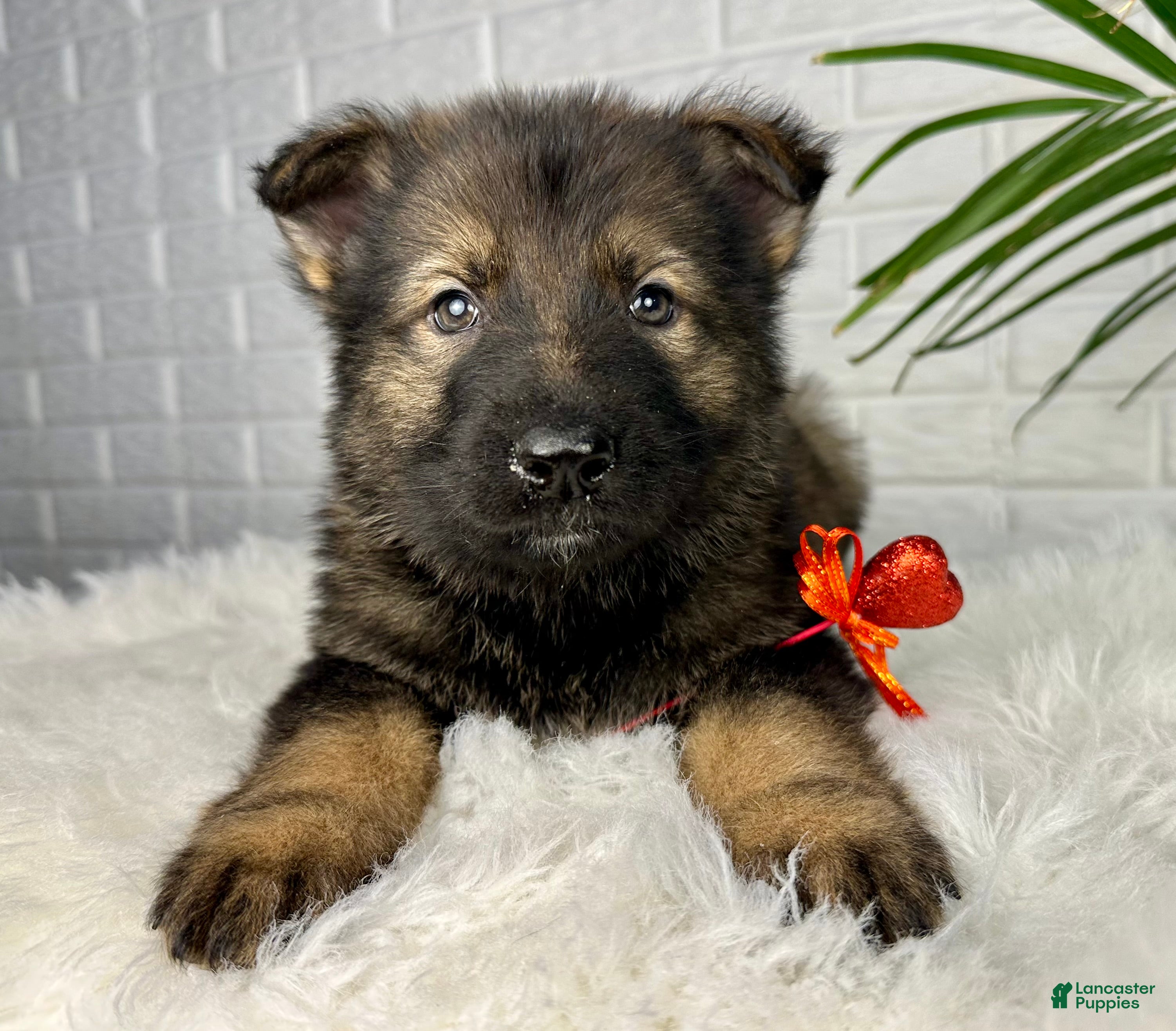 German Shepherd dogs Smoke  - Ad 1