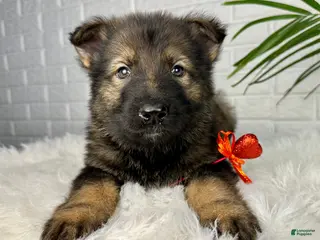 German Shepherd dogs for sale: Smoke - Ad 2