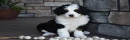 Mini Bernedoodle dogs for sale: Jazzie - Ad 15