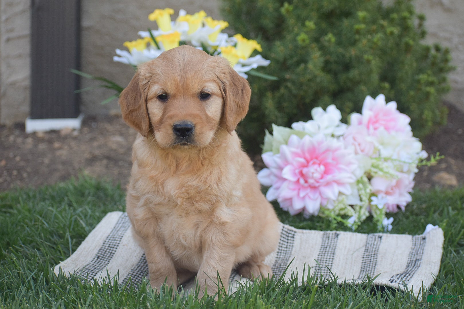 Golden Retriever dogs Melody - Ad 1
