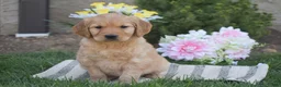 Golden Retriever dogs for sale: Melody - Ad 1