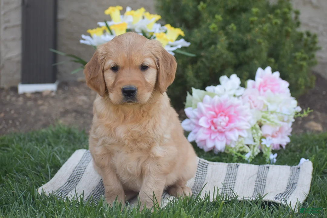 Golden Retriever dogs for sale: Melody - Ad 1
