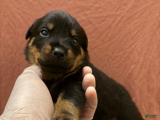 Rottweiler dogs Princess - Ad 4