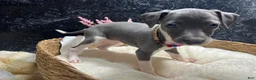 Italian Greyhound dogs for sale: Italian Greyhound 1 - Ad 7