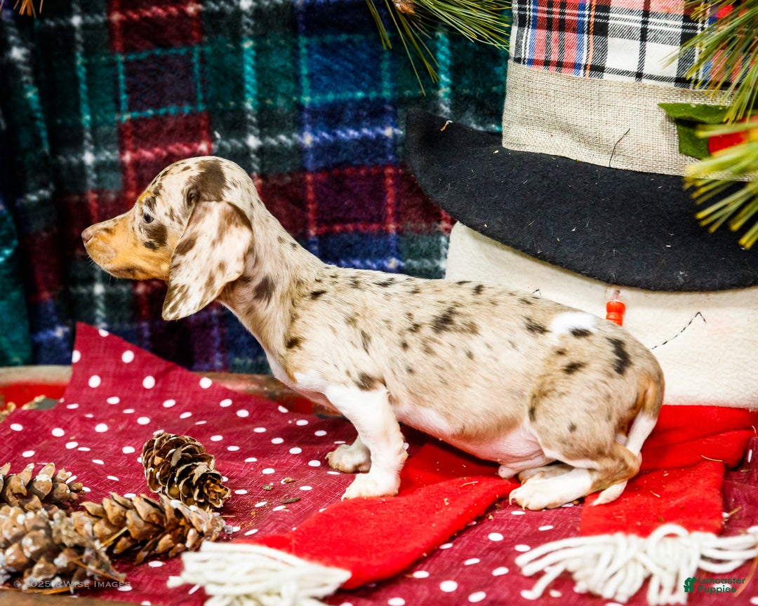 Miniature Dachshund dogs for sale: Ralph - Ad 4