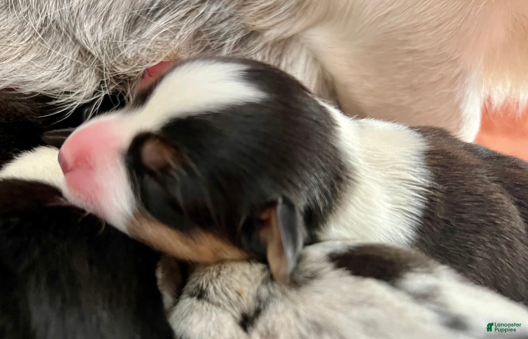 Welsh Corgi Cardigan dogs for sale: Welsh Corgi Cardigan Puppy 5: Tab - Ad 2