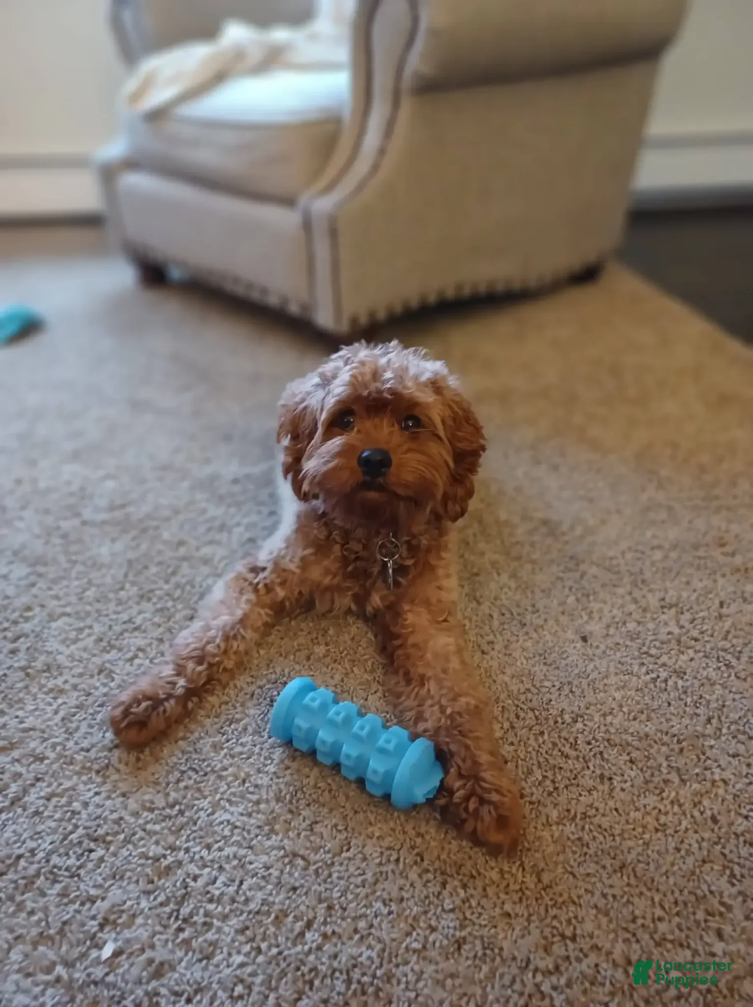 Cavapoo dogs Violet - Ad 2