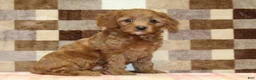 Cavapoo dogs for sale: Stella - Ad 4