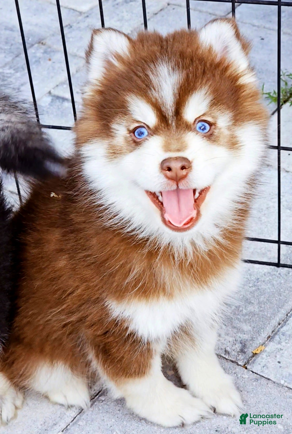 Pomsky dogs Blaze - Ad 1