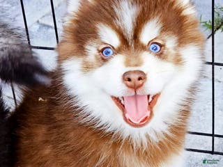 Pomsky dogs Blaze - Ad 4