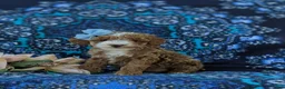 Miniature Poodle dogs for sale: Shantae - Ad 1