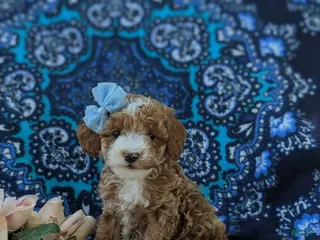 Miniature Poodle dogs for sale: Shantae - Ad 2