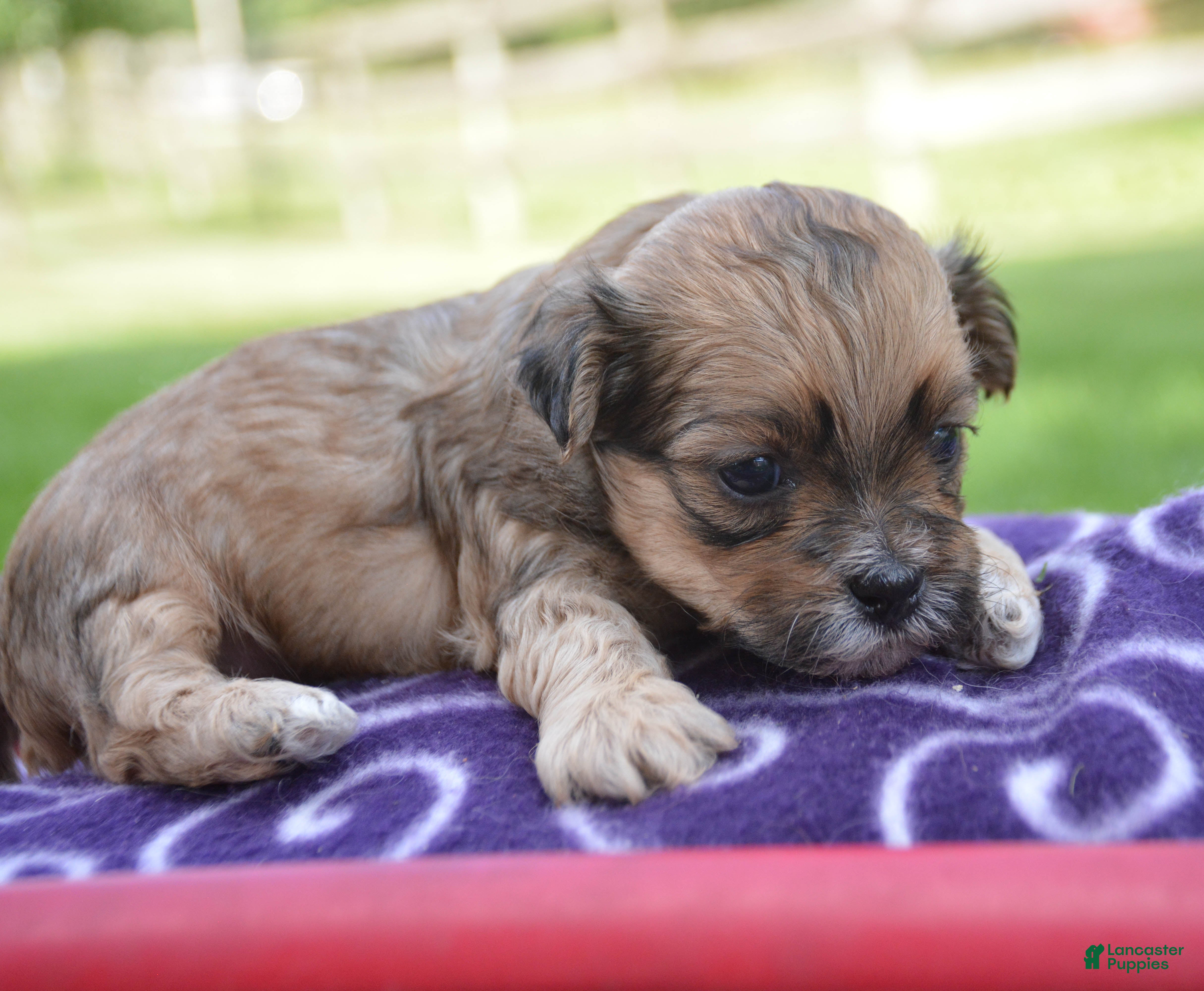 Shihpoo dogs Shani Shihpoo 5 - Ad 1