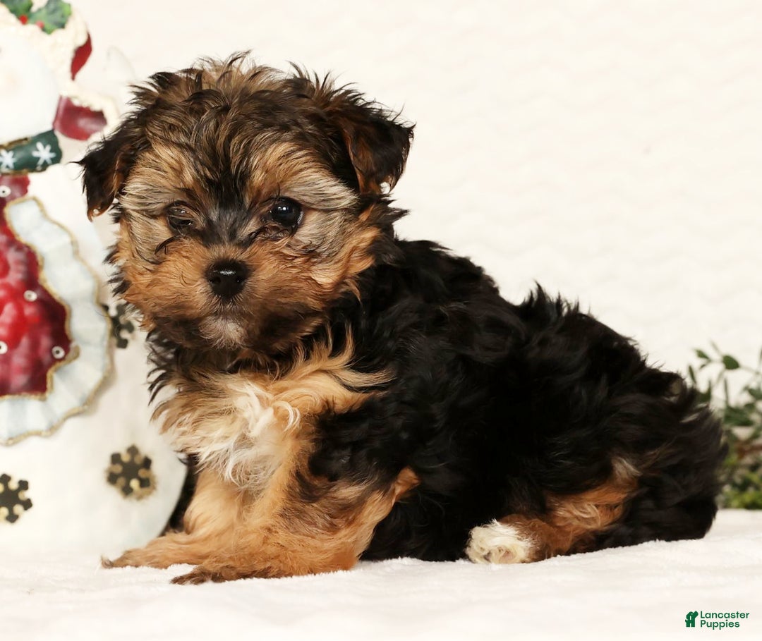 Yorkiepoo dogs for sale: Troy  2.5lbs - Ad 3